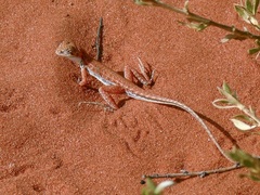Long-Tailed Sand-Dragon photo 5
