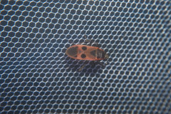 Physopelta parviceps