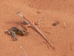 Long-Tailed Sand-Dragon photo 3