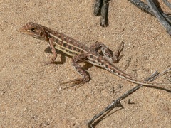 Ctenophorus isolepis