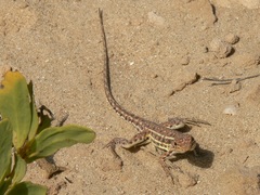 Ctenophorus isolepis