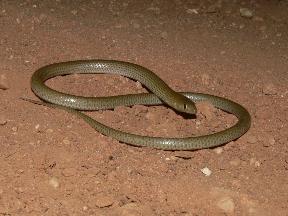 Sharp-Snouted Delma