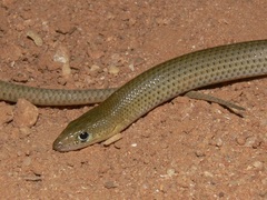 Delma nasuta
