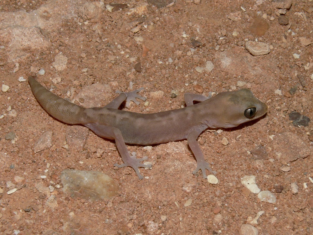 Cape Range Stone Gecko
