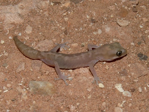 Cape Range Stone Gecko
