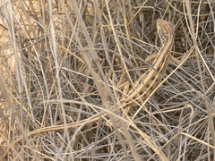 Diporiphora adductus