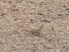 Diporiphora adductus