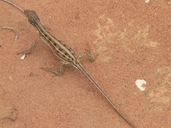 Diporiphora adductus