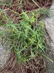 Dioscorea hastifolia