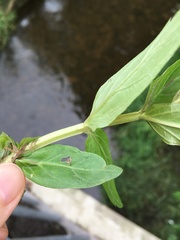 Epilobium