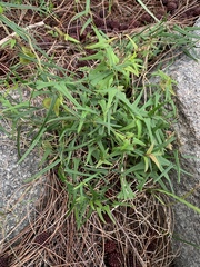 Dioscorea hastifolia