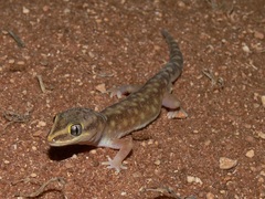 Pilbara Ground Gecko