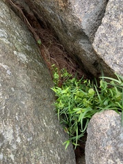 Dioscorea hastifolia