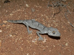 Strophurus ciliaris