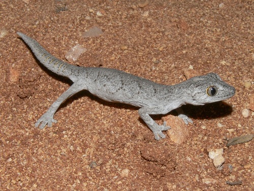 Western Spiny-tailed Gecko