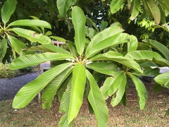 Dillenia