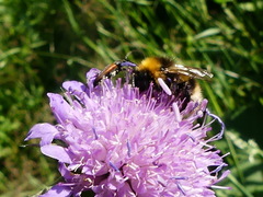 Bombus vestalis