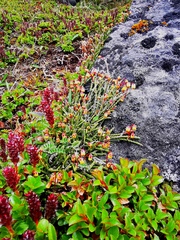 Cassiope lycopodioides