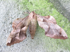 Phyllosphingia dissimilis