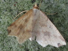 Pareclipsis gracilis