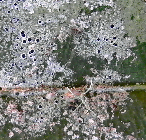Byssoloma subdiscordans image