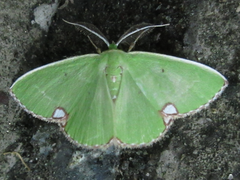 Comibaena procumbaria