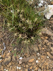 Conostylis androstemma