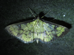 Goniorhynchus exemplaris
