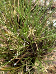 Conostylis androstemma