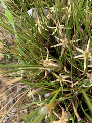 Conostylis androstemma