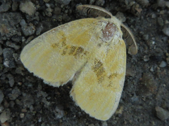 Euproctis subflava