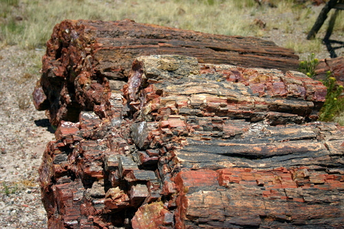 Rainbow Wood (Agathoxylon arizonicum)