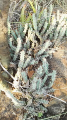 Euphorbia schinzii
