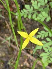 Pauridia occidentalis