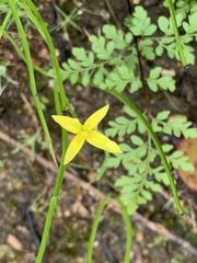 Pauridia occidentalis