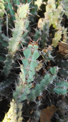 Euphorbia schinzii