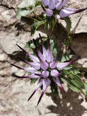 Physoplexis comosa