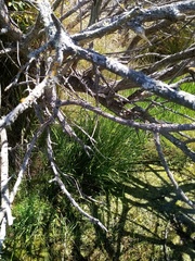 Glyceria notata