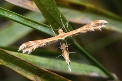 Oxyptilus