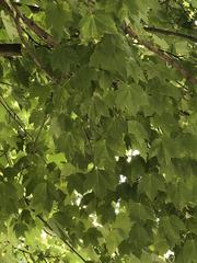 Acer rubrum