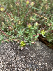 Darwinia thymoides