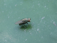 Notiphila