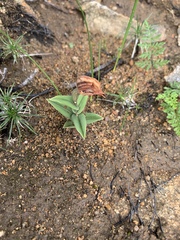 Pterostylis sanguinea