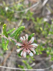 Grevillea phylicoides