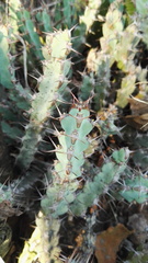 Euphorbia schinzii