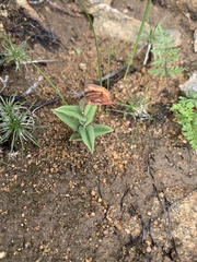 Pterostylis sanguinea