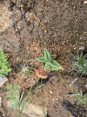 Pterostylis sanguinea