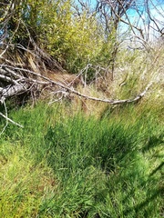 Glyceria notata
