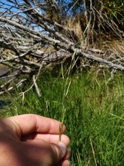 Glyceria notata