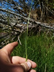 Glyceria notata